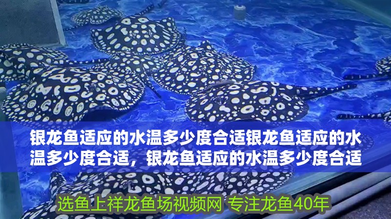 銀龍魚適應的水溫多少度合適銀龍魚適應的水溫多少度合適，銀龍魚適應的水溫多少度合適養
