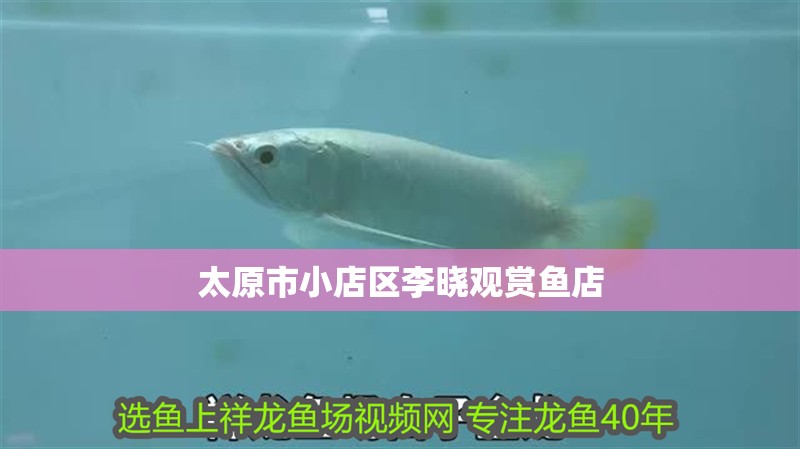 太原市<strong><mark>小店</mark></strong>區李曉觀賞魚店