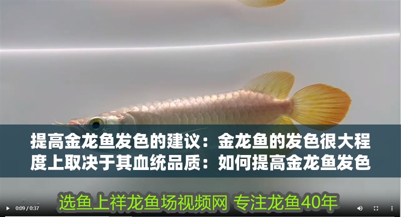 提高金龍魚發色的建議：金龍魚的發色很大程度上取決于其血統品質：如何提高金龍魚發色