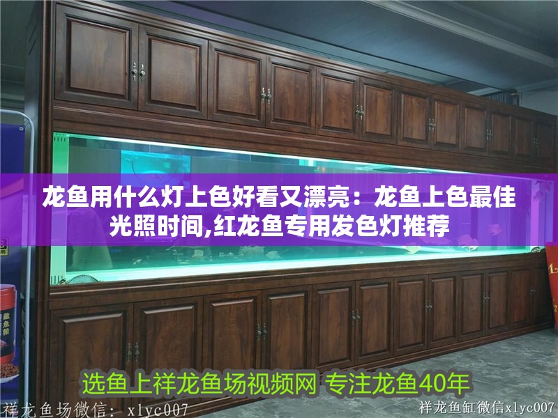 龍魚用什么燈上色好看又漂亮：龍魚上色最佳光照時間,紅龍魚專用發色燈推薦 龍魚用什么燈上色好看又漂亮：龍魚上色最佳光照時間,紅龍魚專用發色燈推薦 龍魚百科