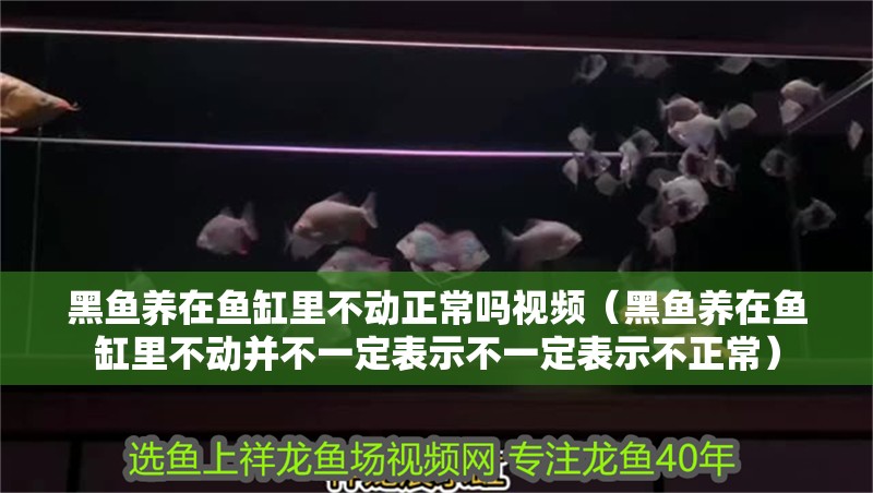 黑魚養在魚缸里不動正常嗎視頻（黑魚養在魚缸里不動并不一定表示不一定表示不正常）