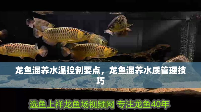 龍魚混養(yǎng)水溫控制要點，龍魚混養(yǎng)水質(zhì)管理技巧
