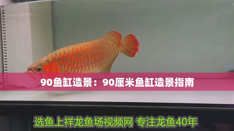 90魚(yú)缸造景：90厘米魚(yú)缸造景指南