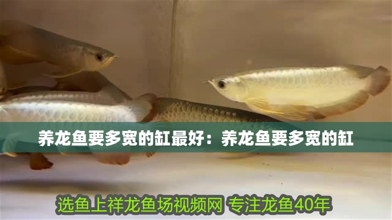 養龍魚要多寬的缸最好：養龍魚要多寬的缸