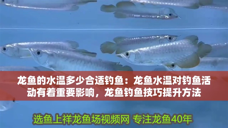 龍魚的水溫多少合適釣魚：龍魚水溫對釣魚活動有著重要影響，龍魚釣魚技巧提升方法 龍魚的水溫多少合適釣魚：龍魚水溫對釣魚活動有著重要影響，龍魚釣魚技巧提升方法 龍魚百科