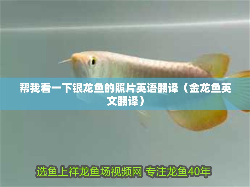 幫我看一下銀龍魚的照片英語翻譯（金龍魚英文翻譯）