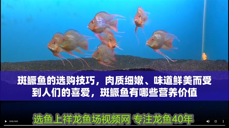 斑鱖魚的選購技巧，肉質細嫩、味道鮮美而受到人們的喜愛，斑鱖魚有哪些營養價值 斑鱖魚的選購技巧，肉質細嫩、味道鮮美而受到人們的喜愛，斑鱖魚有哪些營養價值 龍魚百科