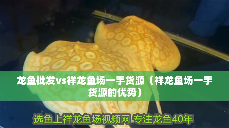 龍魚批發vs祥龍魚場一手貨源（祥龍魚場一手貨源的優勢） 龍魚批發vs祥龍魚場一手貨源（祥龍魚場一手貨源的優勢） 龍魚百科