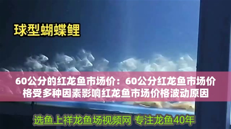 60公分的紅龍魚市場價(jià)：60公分紅龍魚市場價(jià)格受多種因素影響紅龍魚市場價(jià)格波動原因