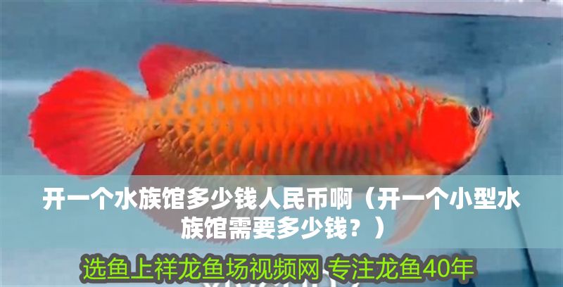 開一個水族館多少錢人民幣啊（開一個小型水族館需要多少錢？） 開一個水族館多少錢人民幣啊（開一個小型水族館需要多少錢？） 水族館百科（水族館加盟） 第1張
