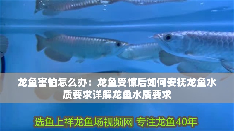 龍魚害怕怎么辦：龍魚受驚后如何安撫龍魚水質要求詳解龍魚水質要求