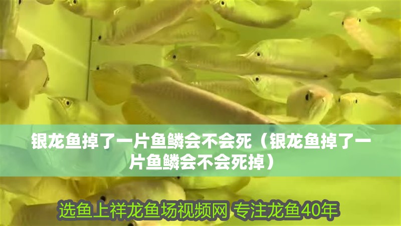 銀龍魚掉了一片魚鱗會不會死（銀龍魚掉了一片魚鱗會不會死掉） 銀龍魚掉了一片魚鱗會不會死（銀龍魚掉了一片魚鱗會不會死掉） 銀龍魚百科