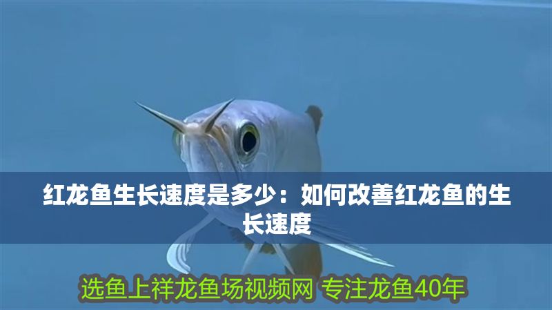 紅龍魚生長速度是多少：如何改善紅龍魚的生長速度
