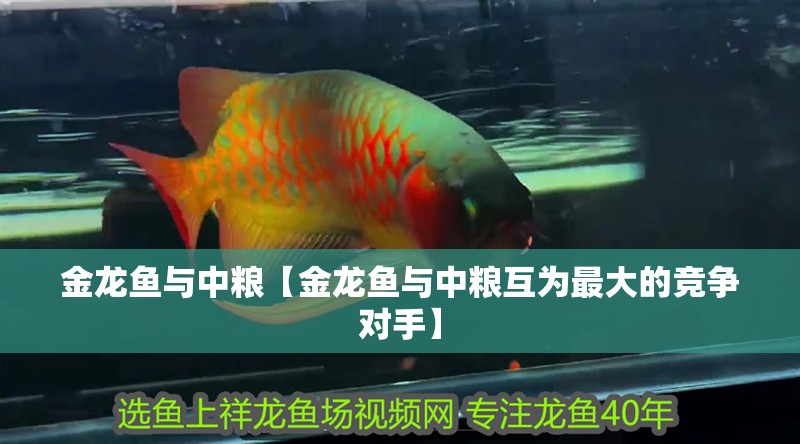金龍魚與中糧【金龍魚與中糧互為最大的競爭對手】
