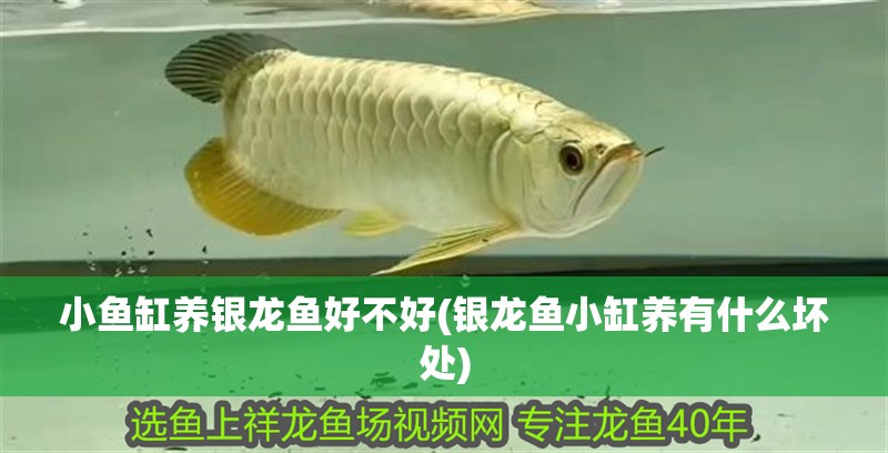 小魚缸養銀龍魚好不好(銀龍魚小缸養有什么壞處)