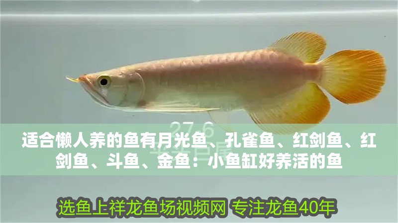 適合懶人養(yǎng)的魚有月光魚、孔雀魚、紅劍魚、紅劍魚、斗魚、金魚：小魚缸好養(yǎng)活的魚