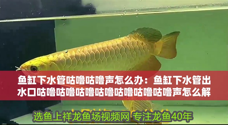 魚缸下水管咕嚕咕嚕聲怎么辦：魚缸下水管出水口咕嚕咕嚕咕嚕咕嚕咕嚕咕嚕咕嚕聲怎么解決 魚缸下水管咕嚕咕嚕聲怎么辦：魚缸下水管出水口咕嚕咕嚕咕嚕咕嚕咕嚕咕嚕咕嚕聲怎么解決 魚缸百科