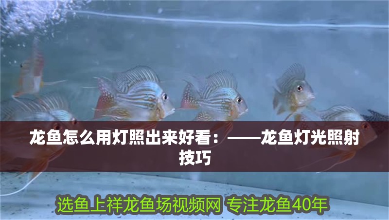 龍魚怎么用燈照出來好看：——龍魚燈光照射技巧
