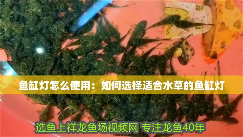 魚缸燈怎么使用：如何選擇適合水草的魚缸燈