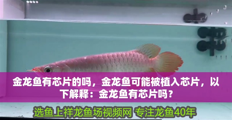 金龍魚有芯片的嗎，金龍魚可能被植入芯片，以下解釋：金龍魚有芯片嗎？