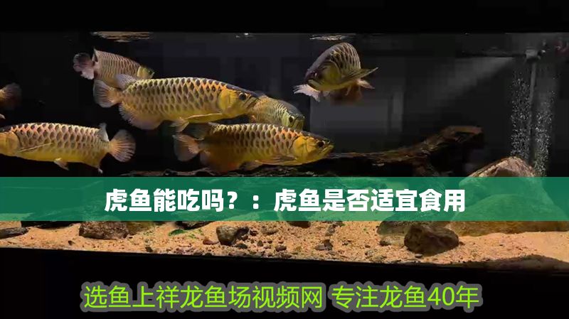虎魚能吃嗎？：虎魚是否適宜食用 虎魚能吃嗎？：虎魚是否適宜食用 虎魚百科 第2張