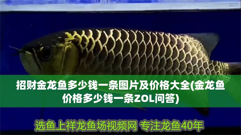 招財金龍魚多少錢一條圖片及價格大全(金龍魚價格多少錢一條ZOL問答)