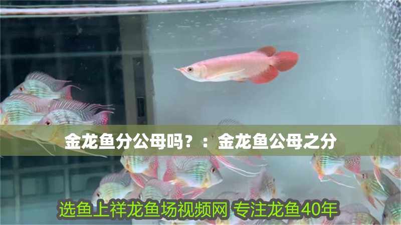 金龍魚分公母嗎？：金龍魚公母之分 金龍魚分公母嗎？：金龍魚公母之分 龍魚百科