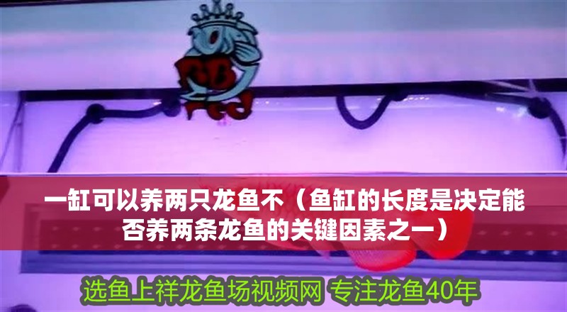 一缸可以養兩只龍魚不（魚缸的長度是決定能否養兩條龍魚的關鍵因素之一）