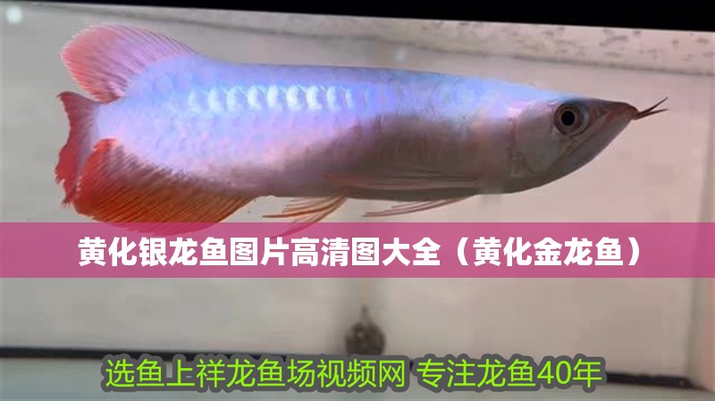 黃化銀龍魚圖片高清圖大全（黃化金龍魚）