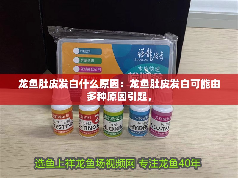 鸚鵡魚和銀龍魚混養(yǎng)怎樣喂食 龍魚肚皮發(fā)白什么原因:龍魚肚皮發(fā)白可能由多種原因引起, 龍魚百科 龍魚肚皮發(fā)白什么原因:龍魚肚皮發(fā)白可能由多種原因引起, 龍魚肚皮發(fā)白什么原因:龍魚肚皮發(fā)白可能由多種原因引起, 龍魚百科