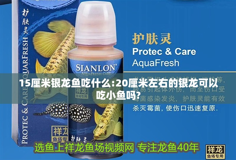 15厘米銀龍魚吃什么:20厘米左右的銀龍可以吃小魚嗎?