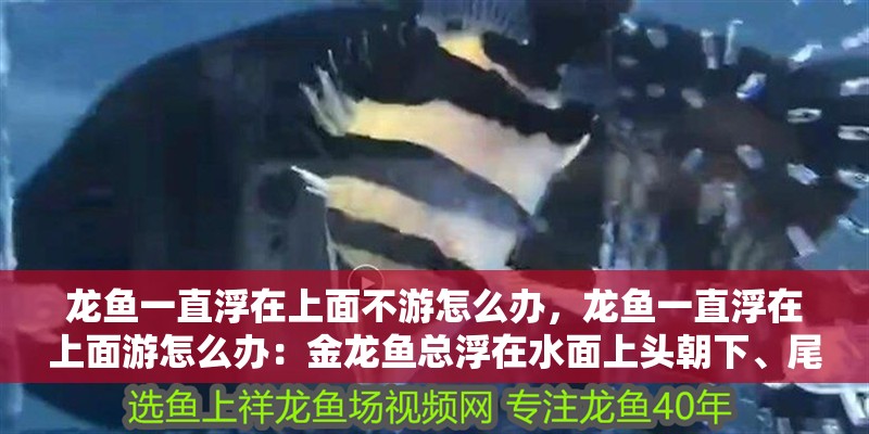 魚缸過濾器選購指南:自制魚缸過濾器魚缸上置過濾器對于養魚愛好者的必備知識 龍魚一直浮在上面不游怎么辦,龍魚一直浮在上面游怎么辦:金龍魚總浮在水面上頭朝下、尾巴朝下的原因 龍魚百科 龍魚一直浮在上面不游怎么辦,龍魚一直浮在上面游怎么辦:金龍魚總浮在水面上頭朝下、尾巴朝下的原因 龍魚一直浮在上面不游怎么辦,龍魚一直浮在上面游怎么辦:金龍魚總浮在水面上頭朝下、尾巴朝下的原因 龍魚百科