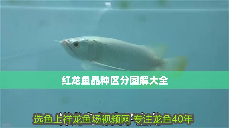 紅龍魚品種區分圖解大全