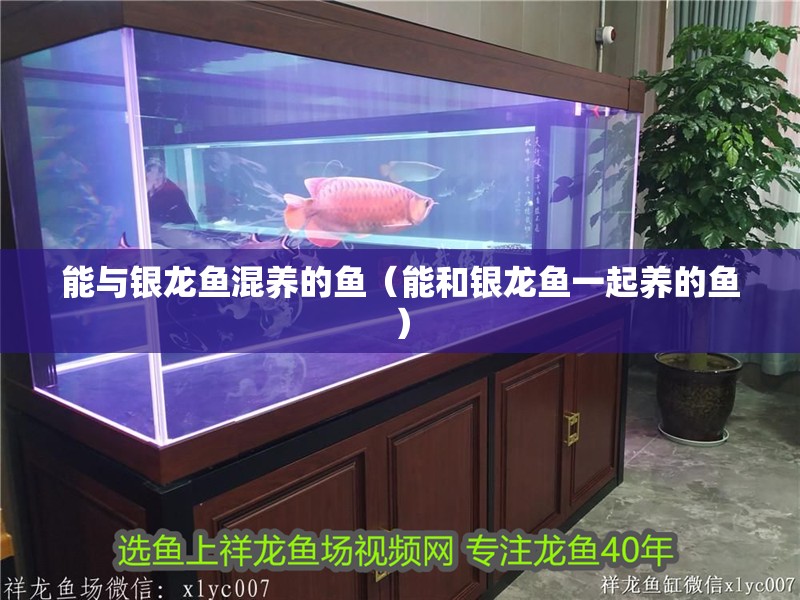 能與銀龍魚混養的魚（能和銀龍魚一起養的魚）