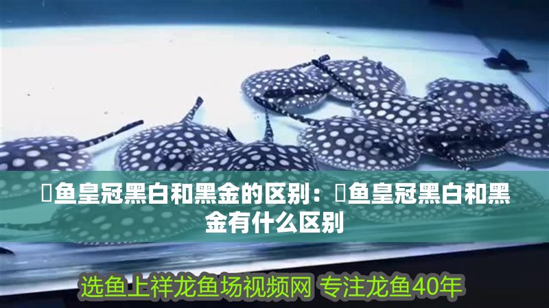 魟魚皇冠黑白和黑金的區別：魟魚皇冠黑白和黑金有什么區別 魟魚皇冠黑白和黑金的區別：魟魚皇冠黑白和黑金有什么區別 魟魚百科 第2張
