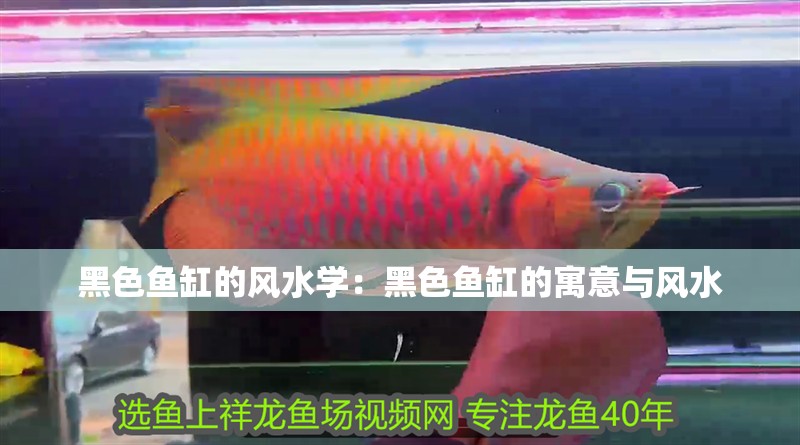 黑色魚缸的風水學：黑色魚缸的寓意與風水
