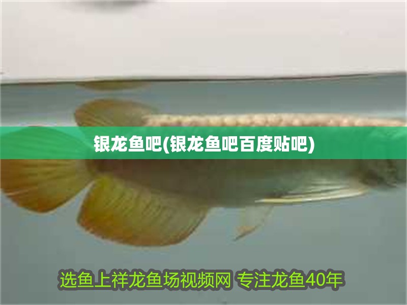銀龍魚吧(銀龍魚吧百度貼吧) 銀龍魚吧(銀龍魚吧百度貼吧) 銀龍魚百科