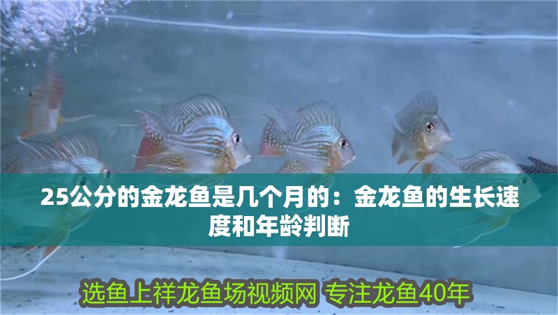 25公分的金龍魚是幾個月的：金龍魚的生長速度和年齡判斷