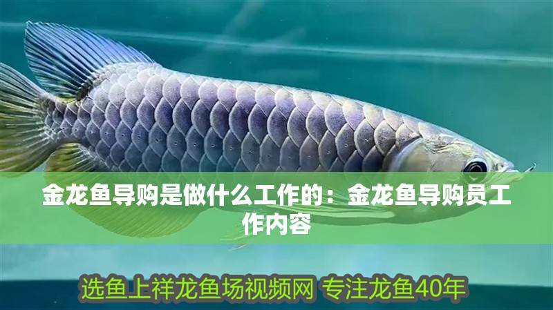 金龍魚導(dǎo)購是做什么工作的：金龍魚導(dǎo)購員工作內(nèi)容