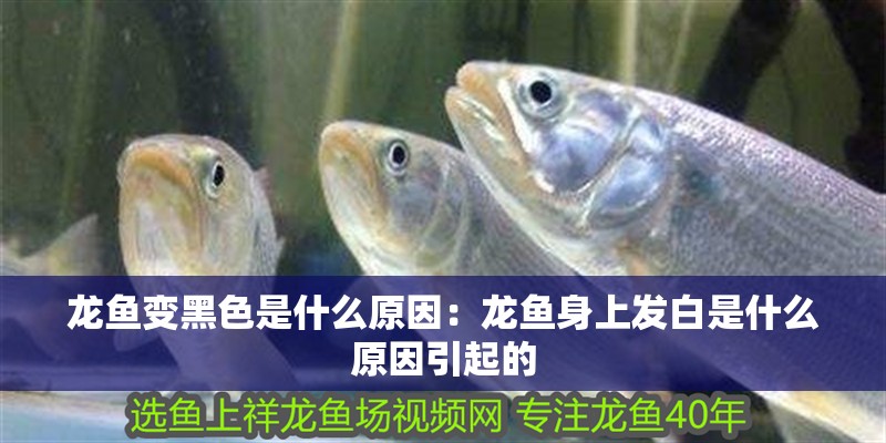 龍魚變黑色是什么原因：龍魚身上發(fā)白是什么原因引起的