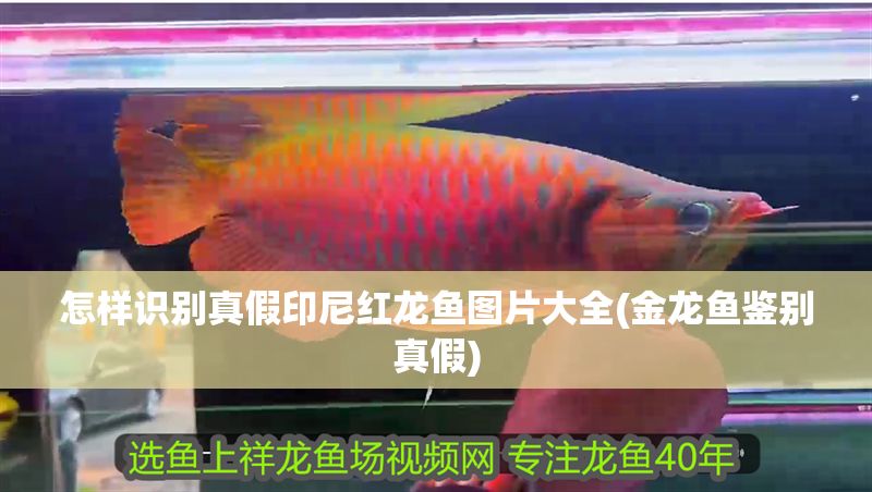 怎樣識別真假印尼紅龍魚圖片大全(金龍魚鑒別真假)