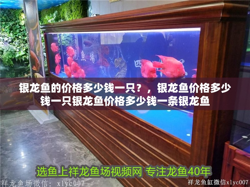 銀龍魚的價格多少錢一只？，銀龍魚價格多少錢一只銀龍魚價格多少錢一條銀龍魚