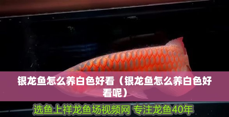 銀龍魚怎么養白色好看（銀龍魚怎么養白色好看呢）