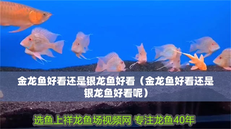 金龍魚好看還是銀龍魚好看（金龍魚好看還是銀龍魚好看呢）
