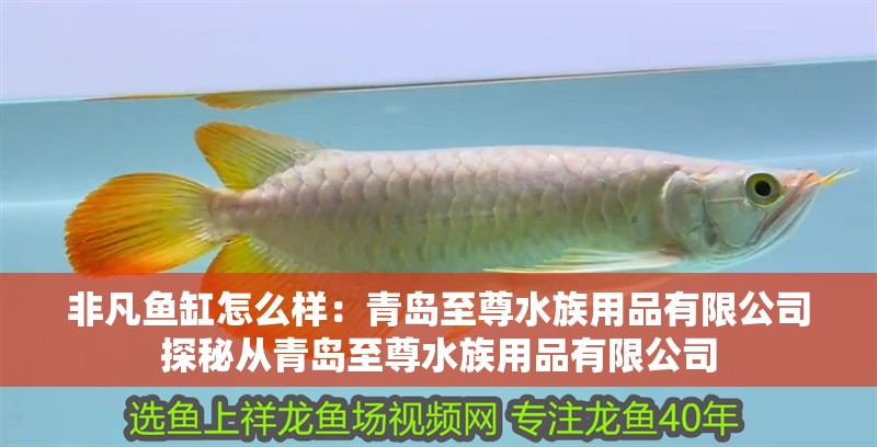 非凡魚缸怎么樣：青島至尊水族用品有限公司探秘從青島至尊水族用品有限公司 非凡魚缸怎么樣：青島至尊水族用品有限公司探秘從青島至尊水族用品有限公司 魚缸百科