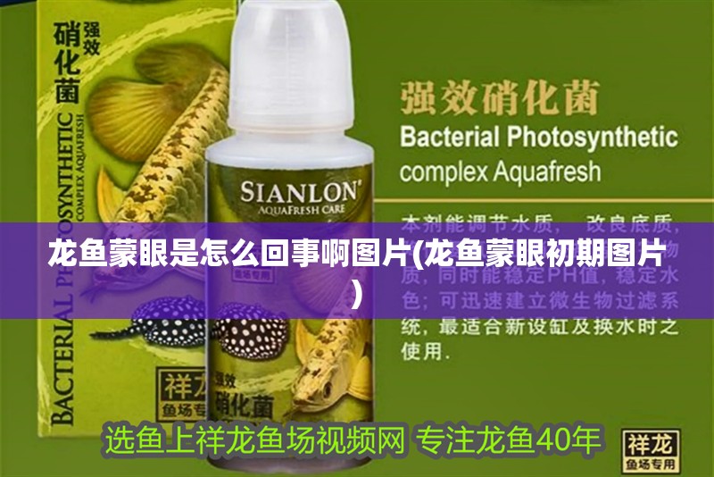 龍魚蒙眼是怎么回事啊圖片(龍魚蒙眼初期圖片)