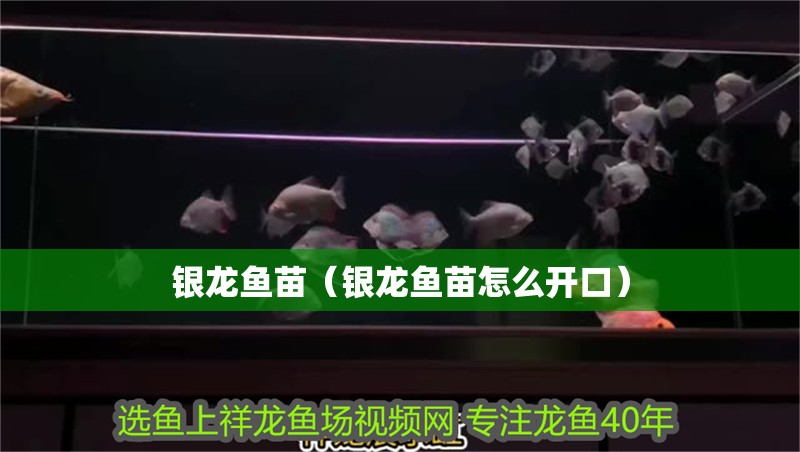 銀龍魚苗（銀龍魚苗怎么開口）