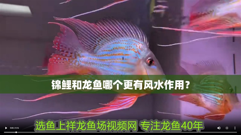 錦鯉和龍魚哪個更有風水作用？