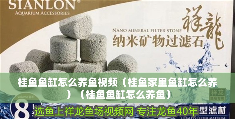 桂魚魚缸怎么養魚視頻（桂魚家里魚缸怎么養）（桂魚魚缸怎么養魚）