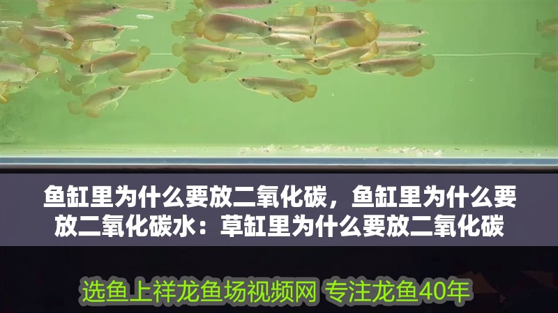 龍魚干蝦有營養嗎 魚缸里為什么要放二氧化碳,魚缸里為什么要放二氧化碳水:草缸里為什么要放二氧化碳 魚缸百科 魚缸里為什么要放二氧化碳,魚缸里為什么要放二氧化碳水:草缸里為什么要放二氧化碳 魚缸里為什么要放二氧化碳,魚缸里為什么要放二氧化碳水:草缸里為什么要放二氧化碳 魚缸百科